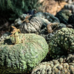 Green Warty Pumpkins by How To Holiday