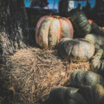 Pumpkins on a Hay Bale in the Shade by How To Holiday