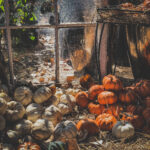 Pumpkins by a Window with Sunlight by How To Holiday