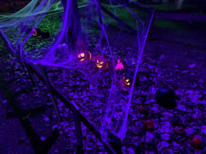 Halloween 2020 - Jack-o-lanterns in the leaves